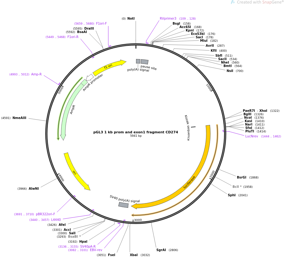 pGL3 1 kb prom and exon1 fragment CD274质粒图谱